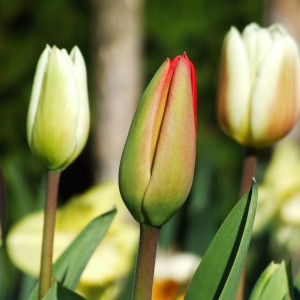 Krása tulipánů